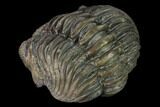 Large, Wide, Enrolled Pedinopariops Trilobite #169562-3